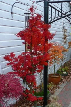 Lions Head Japanese Maple - Acer Palmatum 'Shishigashira' - 5 Gallon Pot -Azaleas Store japanese maple lions head shishigashira 3