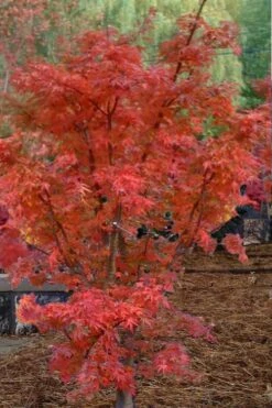 Lions Head Japanese Maple - Acer Palmatum 'Shishigashira' - 1 Gallon Pot -Azaleas Store japanese maple lions head shishigashira 4 1
