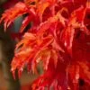 Lions Head Japanese Maple - Acer Palmatum 'Shishigashira' - 1 Gallon Pot 2 Lions Head Japanese Maple - Acer Palmatum 'Shishigashira' - 1 Gallon Pot -Azaleas Store japanese maple lions head shishigashira 5 1