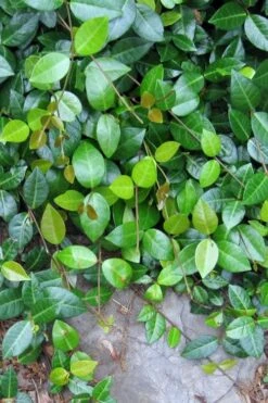 Asian Jasmine (Trachelospermum Asiaticum) - 72 Pack Of 3.5" Pint Pots -Azaleas Store jasmine asian 10