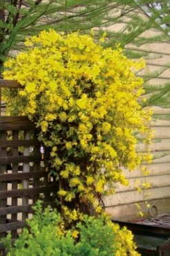 Carolina Yellow Jasmine (Jessamine) Gelsemium Sempervirens - 3 Gallon Pot -Azaleas Store jasmine carolina 21
