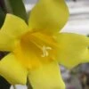 Carolina Yellow Jasmine (Jessamine) Gelsemium Sempervirens - 3 Gallon Pot -Azaleas Store jasmine carolina 22