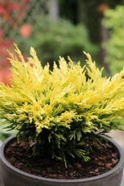 Limeglow Golden Andorra Compact Juniper - 1 Gallon Pot -Azaleas Store juniper horizontalis lime glow 23