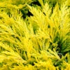 Limeglow Golden Andorra Compact Juniper - 1 Gallon Pot -Azaleas Store juniper horizontalis lime glow 26