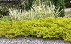 All Gold Golden Pacific Juniper - 2 Gallon Pot 13 All Gold Golden Pacific Juniper - 2 Gallon Pot -Azaleas Store juniperus conferta all gold pacific shore juniper 21