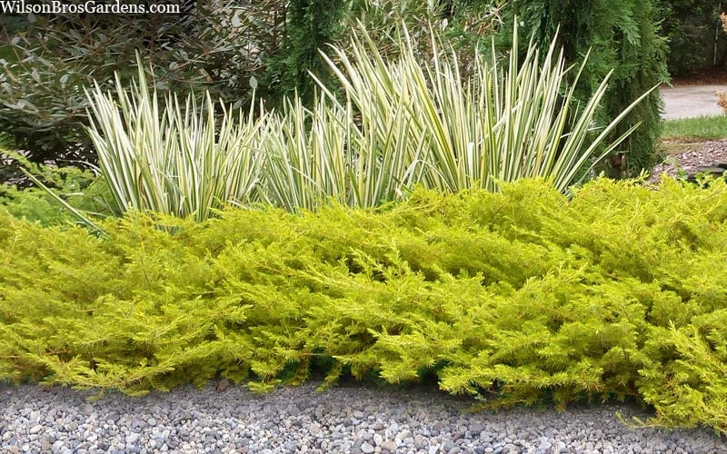 All Gold Golden Pacific Juniper - 2 Gallon Pot 7 All Gold Golden Pacific Juniper - 2 Gallon Pot - Image 5