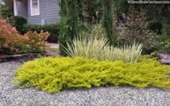 All Gold Golden Pacific Juniper - 2 Gallon Pot 12 All Gold Golden Pacific Juniper - 2 Gallon Pot -Azaleas Store juniperus conferta all gold pacific shore juniper 22