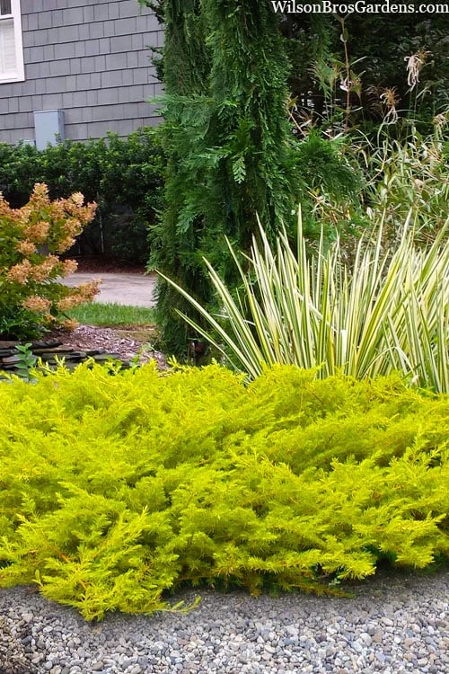 All Gold Golden Pacific Juniper - 2 Gallon Pot 3 All Gold Golden Pacific Juniper - 2 Gallon Pot