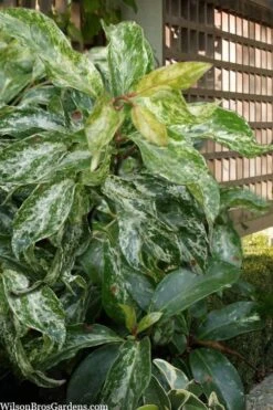 Chirifu Evergreen Magnolia Vine (Kadsura Japonica) - 2 Gallon Pot