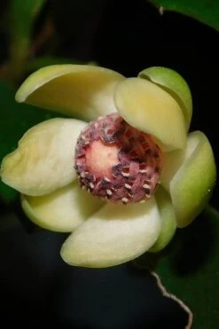 Chirifu Evergreen Magnolia Vine (Kadsura Japonica) - 2 Gallon Pot -Azaleas Store kadsura japonica chirfu variegated evergreen magnolia vine 3