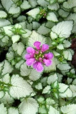 Red Nancy Lamium - 5 Pack Of Pint Pots -Azaleas Store lamium maculatam red nancy spotted dead nettle 2