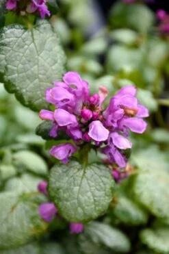 Red Nancy Lamium - 5 Pack Of Pint Pots -Azaleas Store lamium maculatam red nancy spotted dead nettle 3