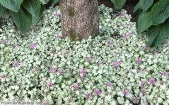 Red Nancy Lamium - 5 Pack Of Pint Pots -Azaleas Store lamium maculatam red nancy spotted dead nettle 8