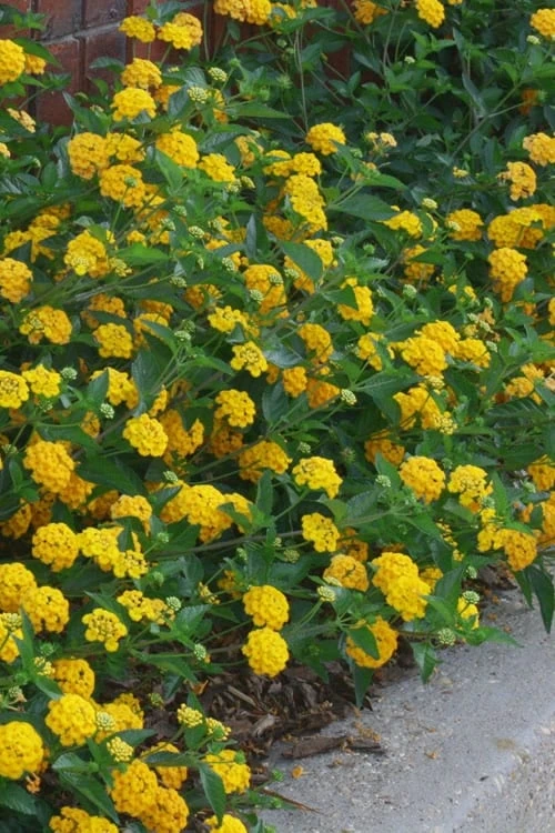 New Gold Hardy Lantana - 1 Gallon Pot 6 New Gold Hardy Lantana - 1 Gallon Pot - Image 4