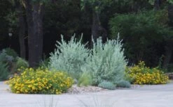 New Gold Hardy Lantana - 1 Gallon Pot 12 New Gold Hardy Lantana - 1 Gallon Pot -Azaleas Store lantana new gold 11