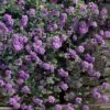 Trailing Lavender Lantana - 5 Pack Of Pint Pots 2 Trailing Lavender Lantana - 5 Pack Of Pint Pots -Azaleas Store lantana trailing lavender 105