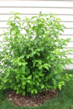 Spicebush (Lindera Benzoin) - 3 Pack Of 1.5 Quart Pots -Azaleas Store lindera benzoin yellow spicebush 11