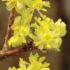Spicebush (Lindera Benzoin) - 3 Pack Of 1.5 Quart Pots -Azaleas Store lindera benzoin yellow spicebush 2