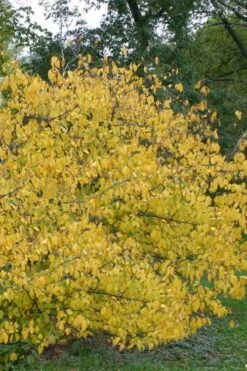 Spicebush (Lindera Benzoin) - 3 Pack Of 1.5 Quart Pots -Azaleas Store lindera benzoin yellow spicebush 21