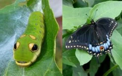 Spicebush (Lindera Benzoin) - 3 Pack Of 1.5 Quart Pots -Azaleas Store lindera benzoin yellow spicebush 23