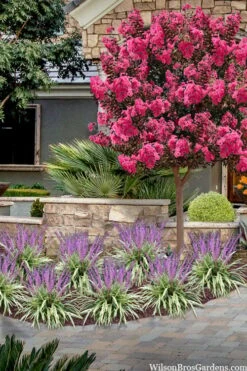 Variegated Liriope - Lilyturf - 72 Pack Of 3.5" Pint Pots -Azaleas Store liriope muscari variegata variegated liriope lilyturf 2