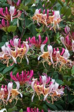 Serotina Fragrant Honeysuckle Vine - 1 Gallon Pot -Azaleas Store lonicera periclymenum serotina fragrant honeysuckle vine 2