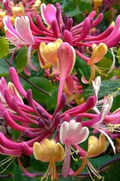 Serotina Fragrant Honeysuckle Vine - 1 Gallon Pot -Azaleas Store lonicera periclymenum serotina fragrant honeysuckle vine 4