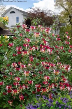 Serotina Fragrant Honeysuckle Vine - 1 Gallon Pot -Azaleas Store lonicera periclymenum serotina fragrant honeysuckle vine 8