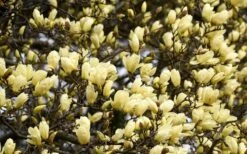 Elizabeth Magnolia (Tulip Tree) - 5 Gallon Pot 20 Elizabeth Magnolia (Tulip Tree) - 5 Gallon Pot -Azaleas Store magnolia elizabeth 15