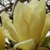 Elizabeth Magnolia (Tulip Tree) - 5 Gallon Pot -Azaleas Store magnolia elizabeth 17