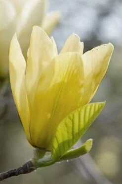 Elizabeth Magnolia (Tulip Tree) - 5 Gallon Pot 23 Elizabeth Magnolia (Tulip Tree) - 5 Gallon Pot -Azaleas Store magnolia elizabeth 2