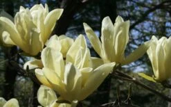 Elizabeth Magnolia (Tulip Tree) - 5 Gallon Pot 21 Elizabeth Magnolia (Tulip Tree) - 5 Gallon Pot -Azaleas Store magnolia elizabeth 4