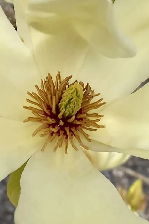Elizabeth Magnolia (Tulip Tree) - 5 Gallon Pot 8 Elizabeth Magnolia (Tulip Tree) - 5 Gallon Pot - Image 6