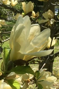 Elizabeth Magnolia (Tulip Tree) - 5 Gallon Pot 22 Elizabeth Magnolia (Tulip Tree) - 5 Gallon Pot -Azaleas Store magnolia elizabeth 8