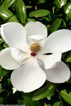 Greenback Southern Magnolia - 3 Gallon Pot -Azaleas Store magnolia grandiflora mgtig greenback 2