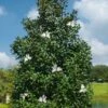 Greenback Southern Magnolia - 3 Gallon Pot -Azaleas Store magnolia grandiflora mgtig greenback 3