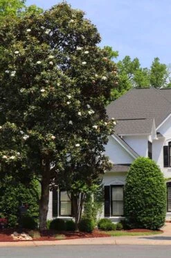 Southern Magnolia Tree (Single Trunk Tree Form) - 5 Gallon Pot -Azaleas Store magnolia grandiflora single trunk southern magnolia tree 1