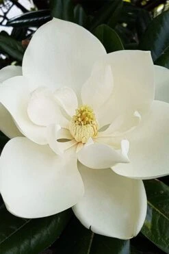 Southern Magnolia Tree (Single Trunk Tree Form) - 5 Gallon Pot -Azaleas Store magnolia grandiflora southern magnolia 1