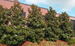 Little Gem Dwarf Southern Magnolia - 3 Gallon Pot (1.5-2.5') -Azaleas Store magnolia little gem 11