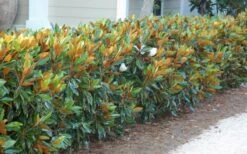 Little Gem Dwarf Southern Magnolia - 1 Gallon Pot -Azaleas Store magnolia little gem 12 1