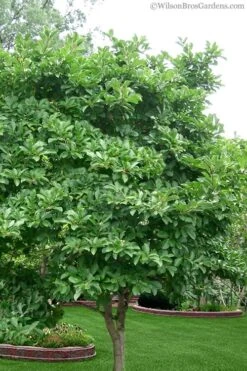 Leonard Messel Star Magnolia - 3 Gallon Pot 15 Leonard Messel Star Magnolia - 3 Gallon Pot -Azaleas Store magnolia stellata 1