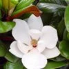 Teddy Bear Dwarf Southern Magnolia - 3 Gallon Pot -Azaleas Store magnolia teddy bear 10