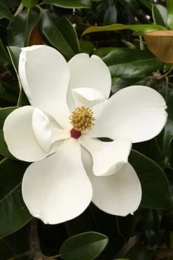 Teddy Bear Dwarf Southern Magnolia - 3 Gallon Pot -Azaleas Store magnolia teddy bear 3