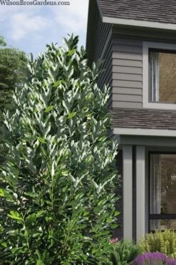 Silver Mist Sweetbay Magnolia - 3 Gallon Pot 13 Silver Mist Sweetbay Magnolia - 3 Gallon Pot -Azaleas Store magnolia virginiana silver mist sweetbay 2