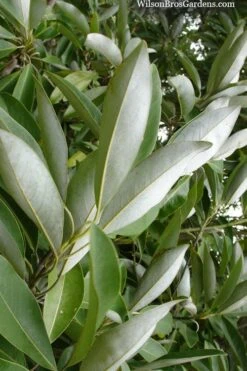 Silver Mist Sweetbay Magnolia - 3 Gallon Pot 14 Silver Mist Sweetbay Magnolia - 3 Gallon Pot -Azaleas Store magnolia virginiana silver mist sweetbay 4