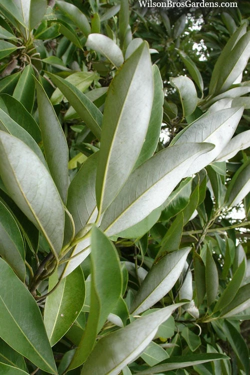 Silver Mist Sweetbay Magnolia - 3 Gallon Pot 7 Silver Mist Sweetbay Magnolia - 3 Gallon Pot - Image 5