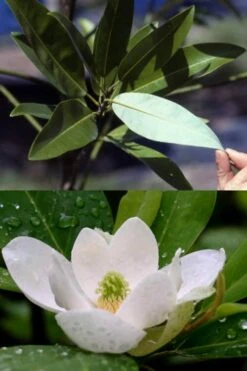 Silver Mist Sweetbay Magnolia - 3 Gallon Pot 15 Silver Mist Sweetbay Magnolia - 3 Gallon Pot -Azaleas Store magnolia virginiana silver mist sweetbay 6