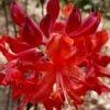 Radiant Red Aromi Azalea (Rhododendron Hybrid) - 2 Gallon Pot -Azaleas Store native azalea radiant red 5