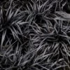Dwarf Black Mondo Grass - 5 Pack Of Quart Pots 1 Dwarf Black Mondo Grass - 5 Pack Of Quart Pots -Azaleas Store ophiopogon dwarf black mondo grass 3