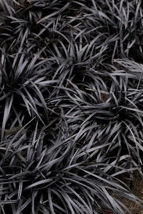 Dwarf Black Mondo Grass - 5 Pack Of Quart Pots 3 Dwarf Black Mondo Grass - 5 Pack Of Quart Pots